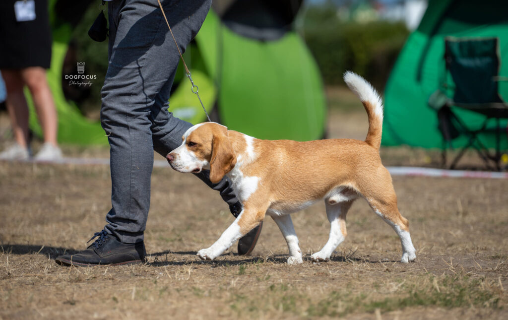 Hodowla psów rasy beagle