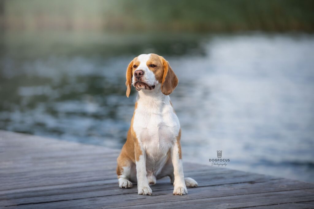 beagle, hodowla beagle
